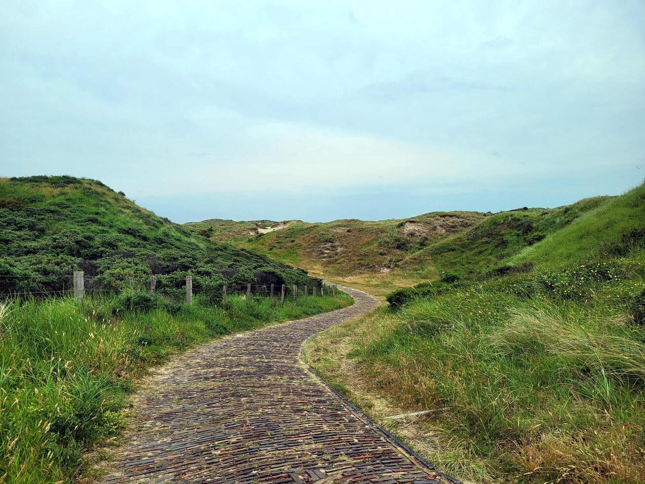 Road in the green dunes photo