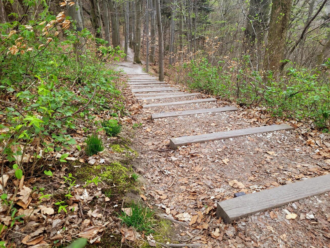 Path with wood steps in the forest photo