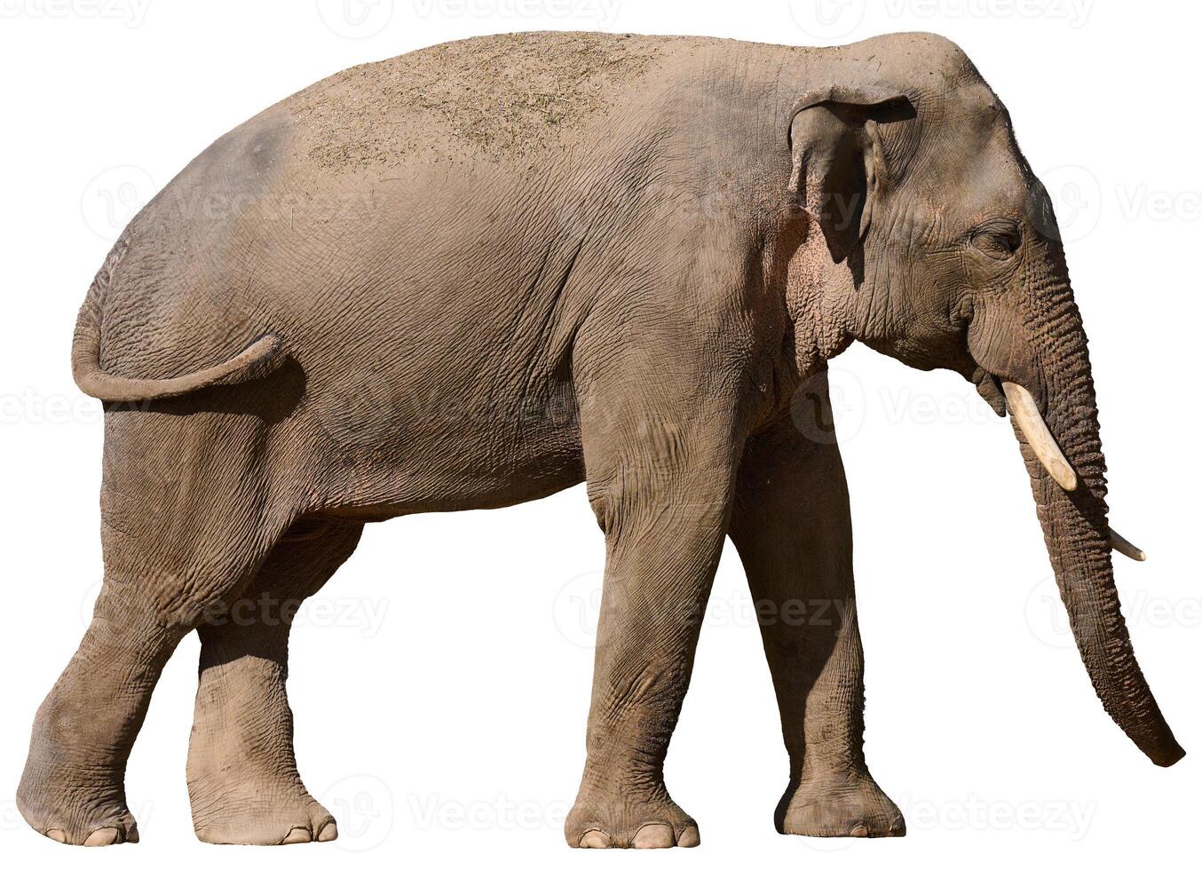 Adult elephant with tusks on isolated background, animal walking photo