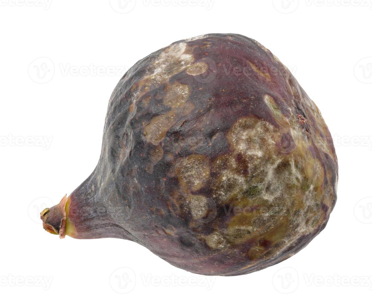 Whole ripe purple fig with mold on isolated background photo