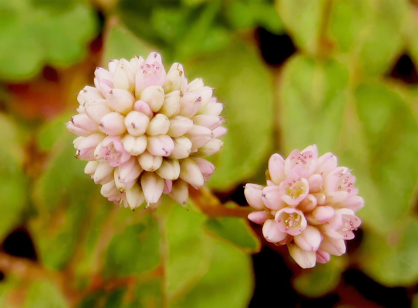 Close up small light pink flowers gathered together to form a pretty sphere, cute, Depth of Field. photo
