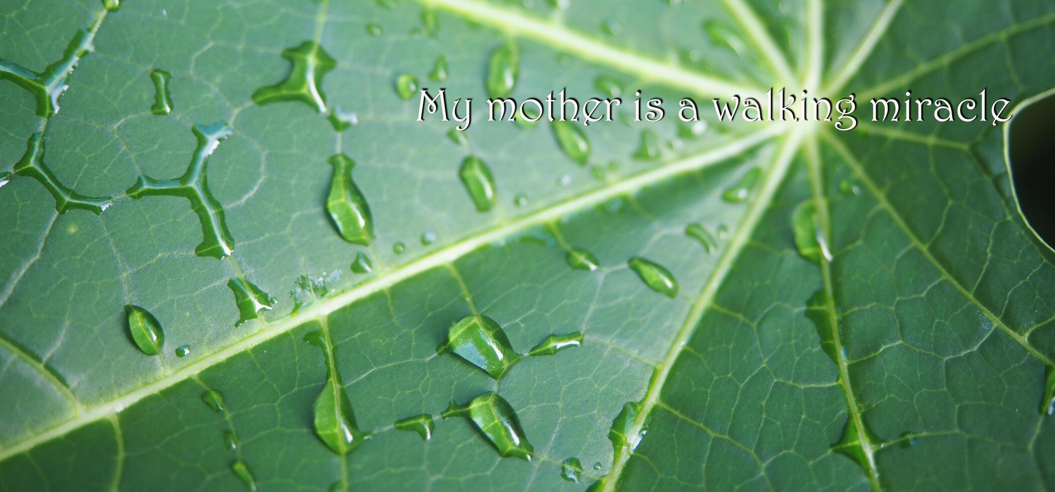The leaves are dripping with saliva, strangely beautiful, with the words my mother is a walking miracle in white on the right. photo
