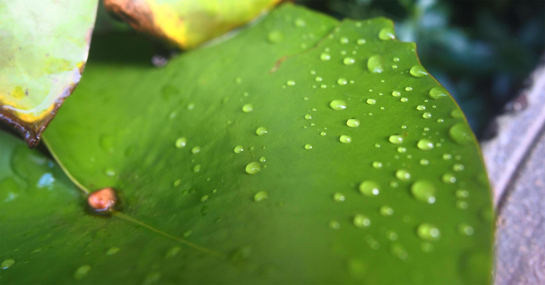 Close-up of many water droplets on a simple green lotus leaf. With older leaves, top right. photo
