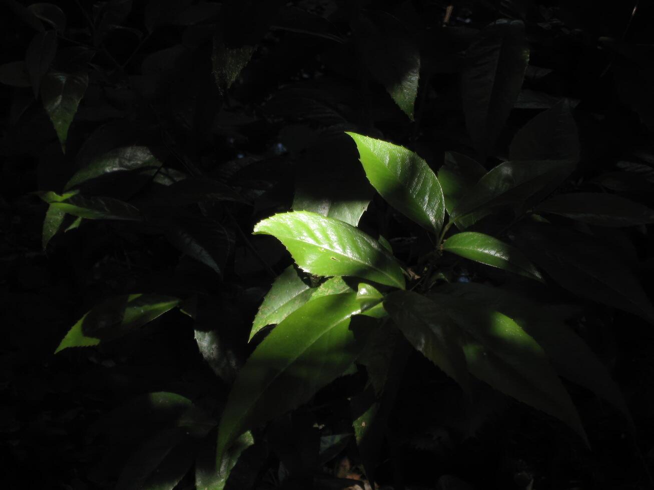 The light shines brightly on the leaves in one place on the dark side..Sunlight shining in the center of a green plant growing on the forest floor.Autumn Leaf Sunshine And Shadow photo