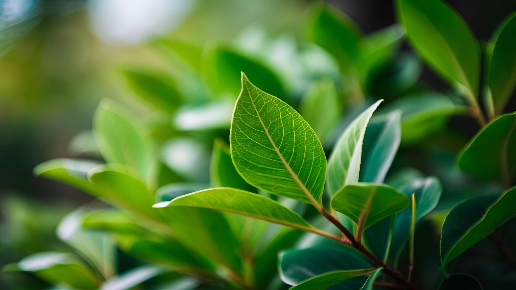 green leaves on a bush with blurred background photo