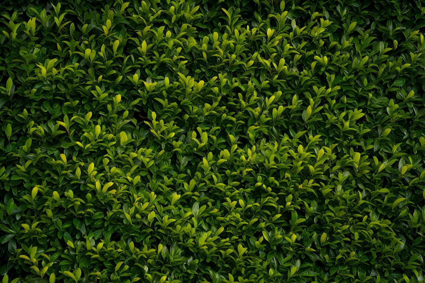 green hedge background with green leaves photo