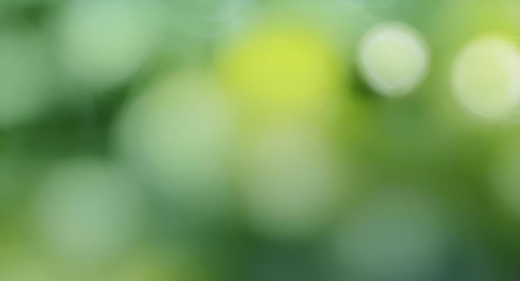 a close up of a green leaf with a blurry background photo