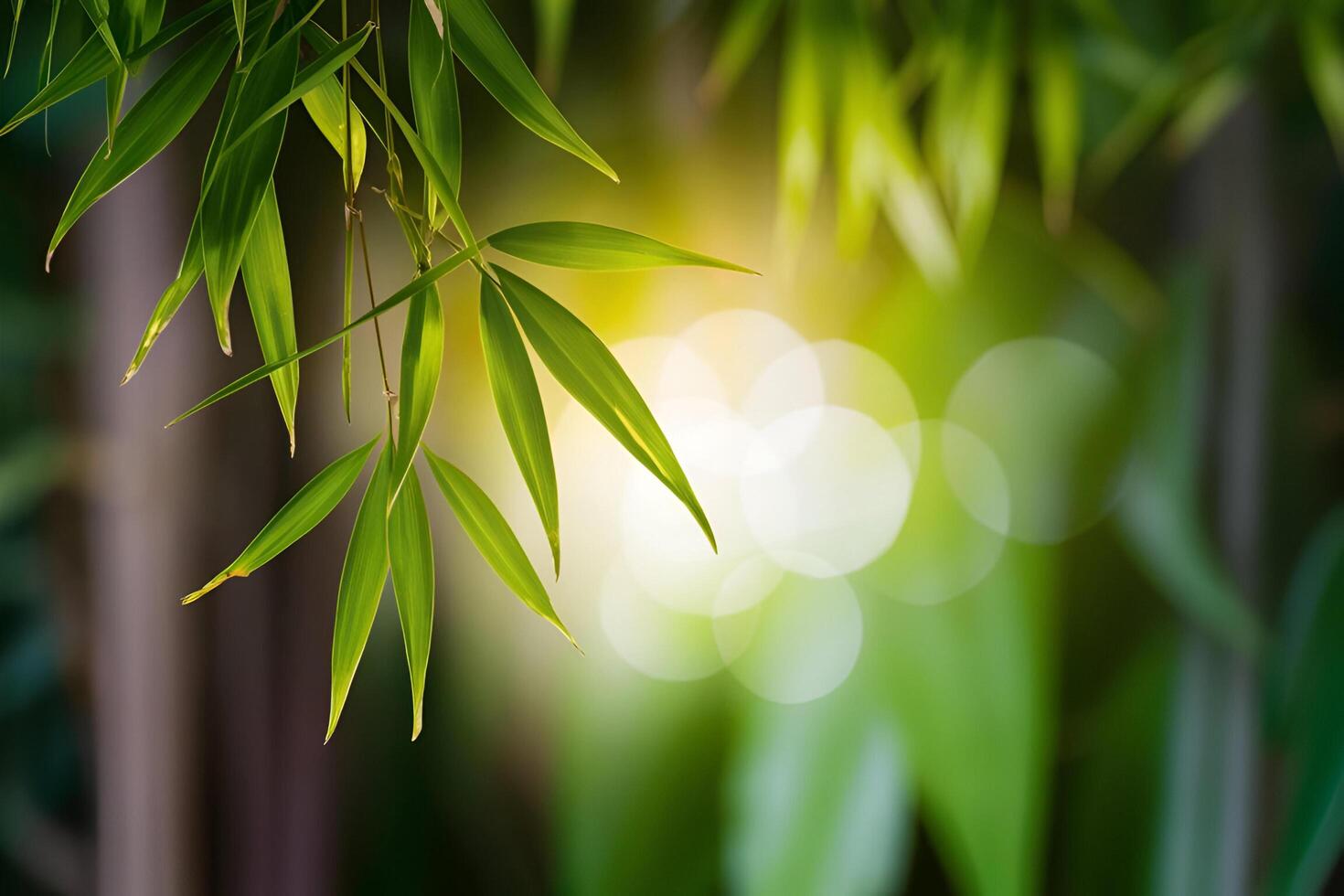 bamboo tree with sunlight and bokeh effect photo