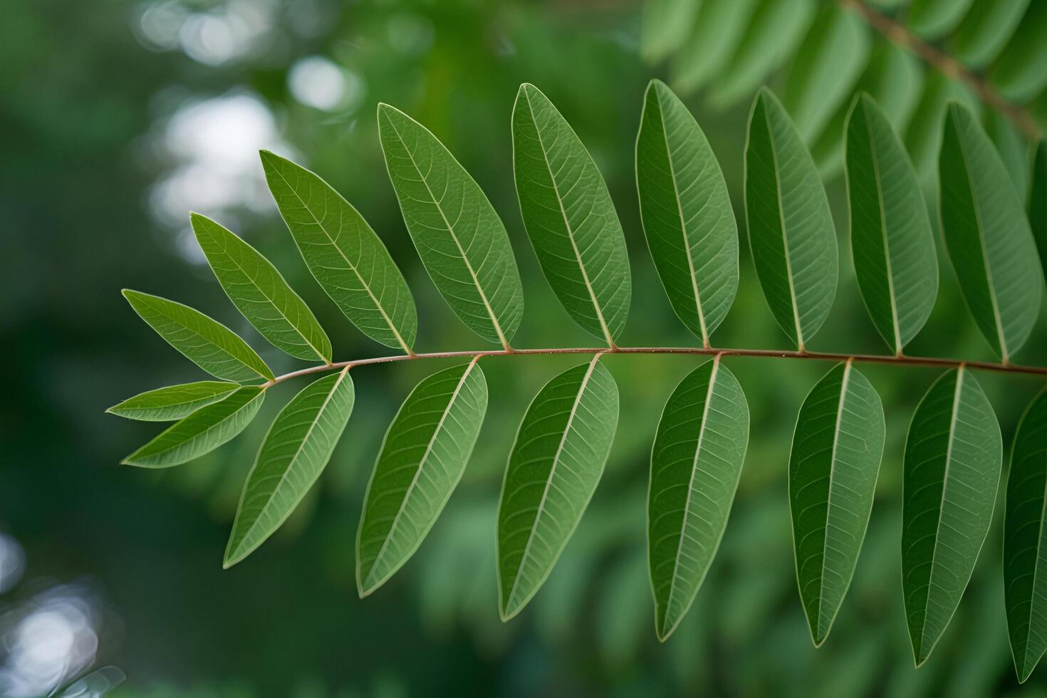 a close up of a leaf with green leaves photo