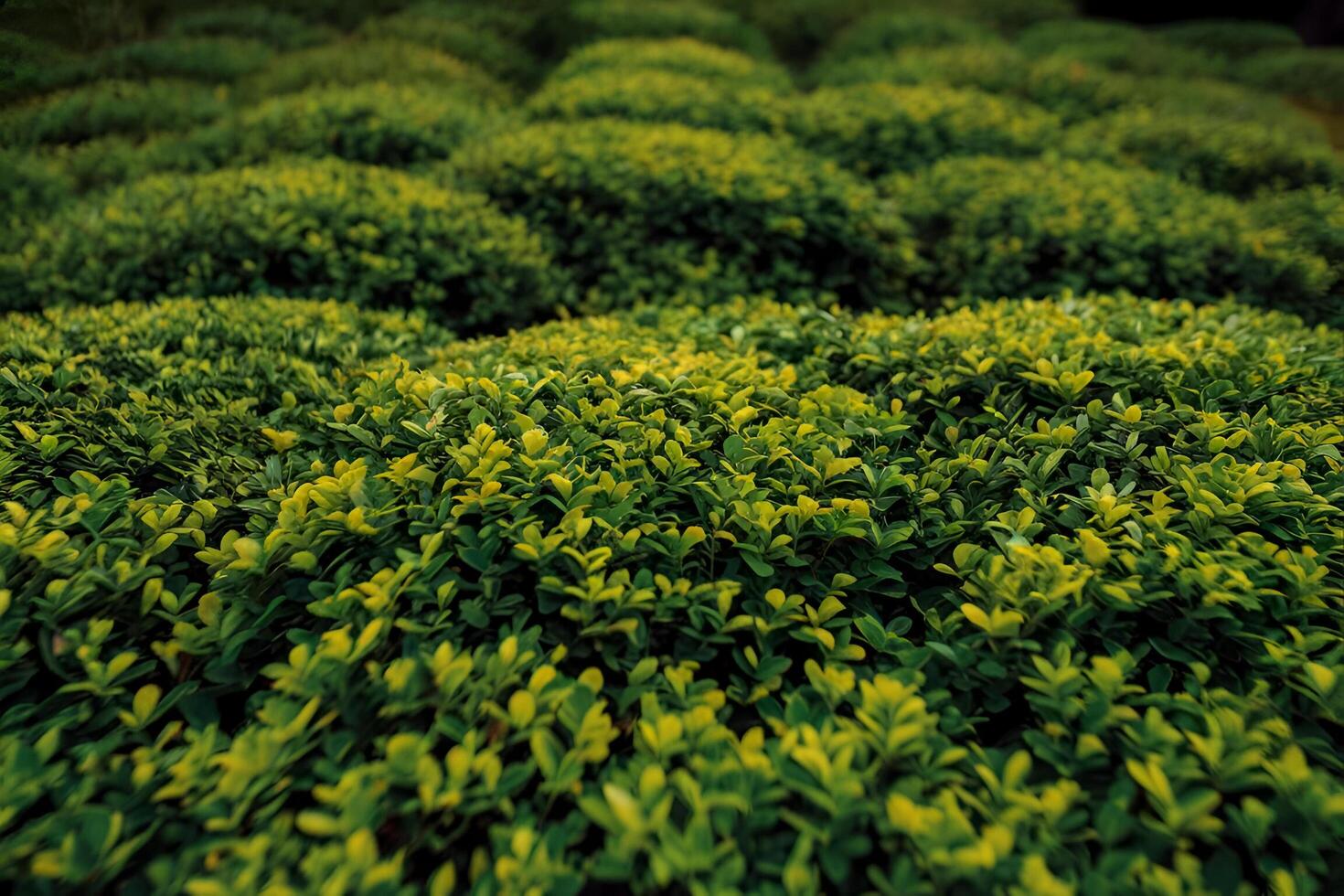 a close up of a bush with green leaves photo