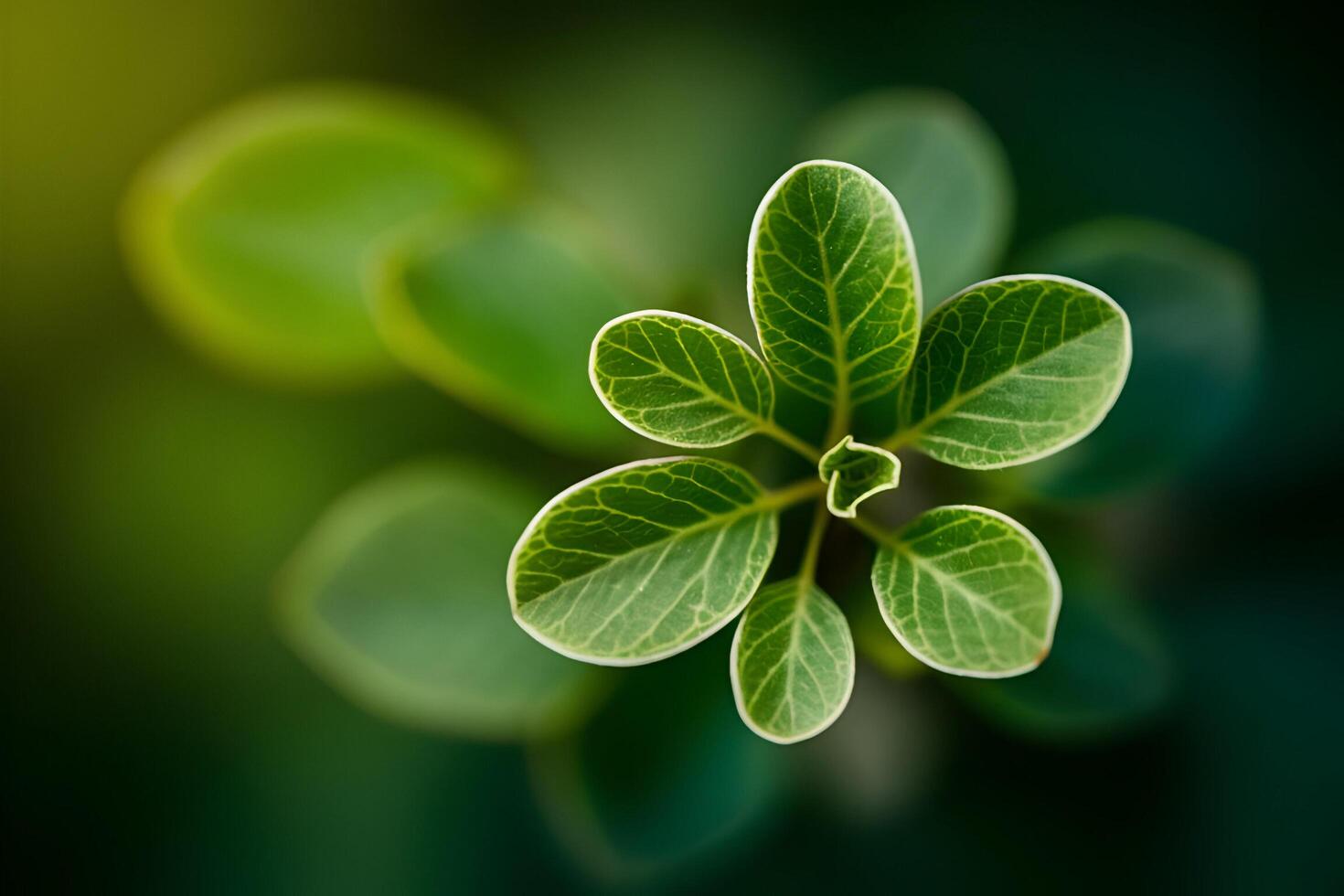 a close up of a green leaf photo