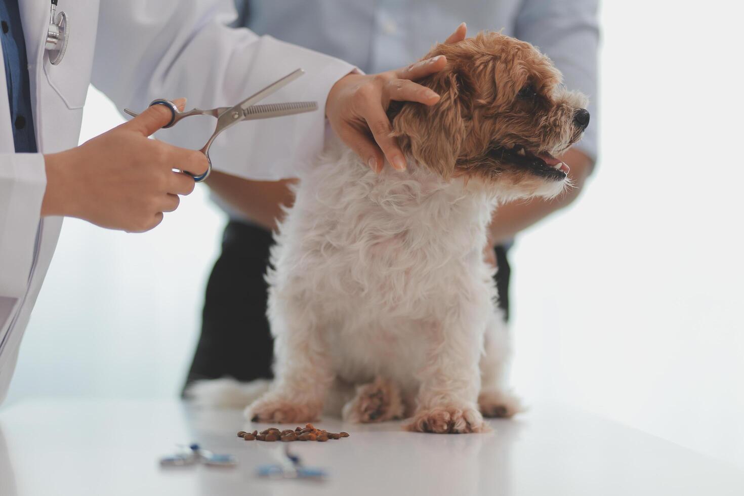 Veterinary doctor and assistant working together examining dog on table in veterinary clinic Pet health care and medical concept. Close-up. photo