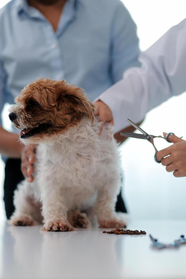Veterinary doctor and assistant working together examining dog on table in veterinary clinic Pet health care and medical concept. Close-up. photo