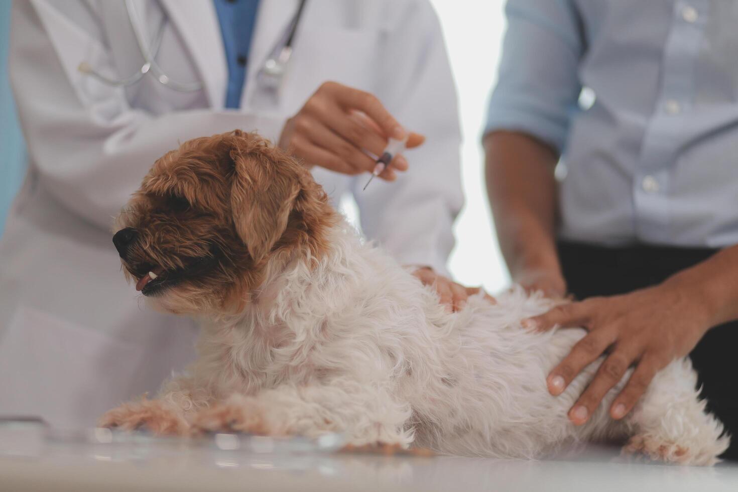Veterinary doctor and assistant working together examining dog on table in veterinary clinic Pet health care and medical concept. Close-up. photo