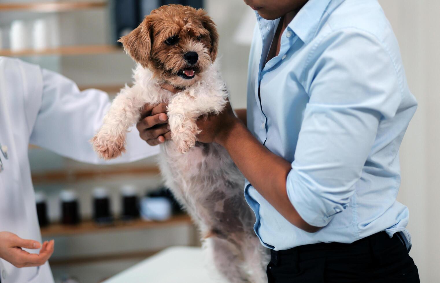 Veterinary doctor and assistant working together examining dog on table in veterinary clinic Pet health care and medical concept. Close-up. photo