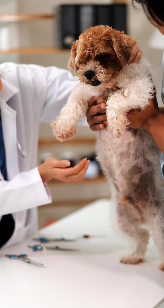 Veterinary doctor and assistant working together examining dog on table in veterinary clinic Pet health care and medical concept. Close-up. photo