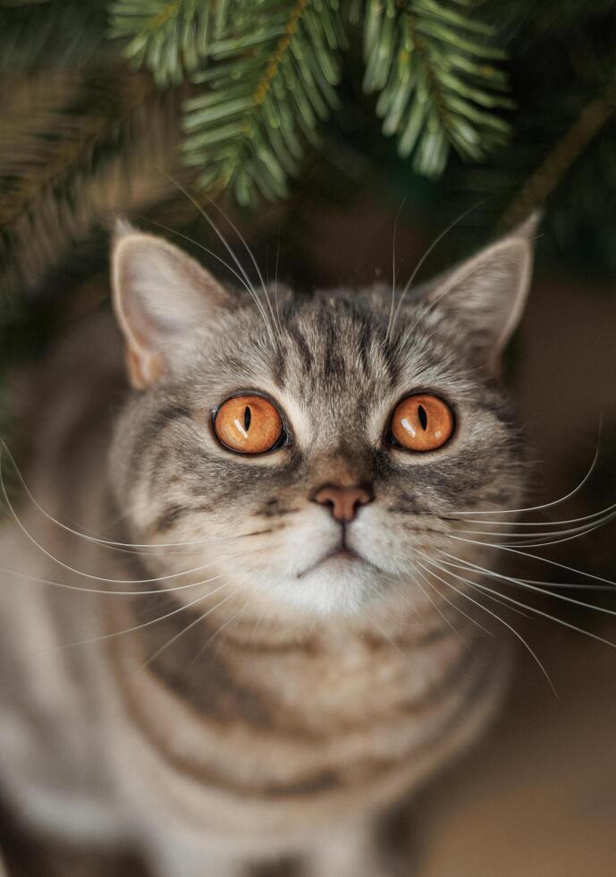 Portrait of a domestic animal cat breeds Scottish Straight, gray. A pet is looking up at the Christmas tree on Christmas Eve December 25, Happy New Year 2024. Close-up vertical shot, no people photo