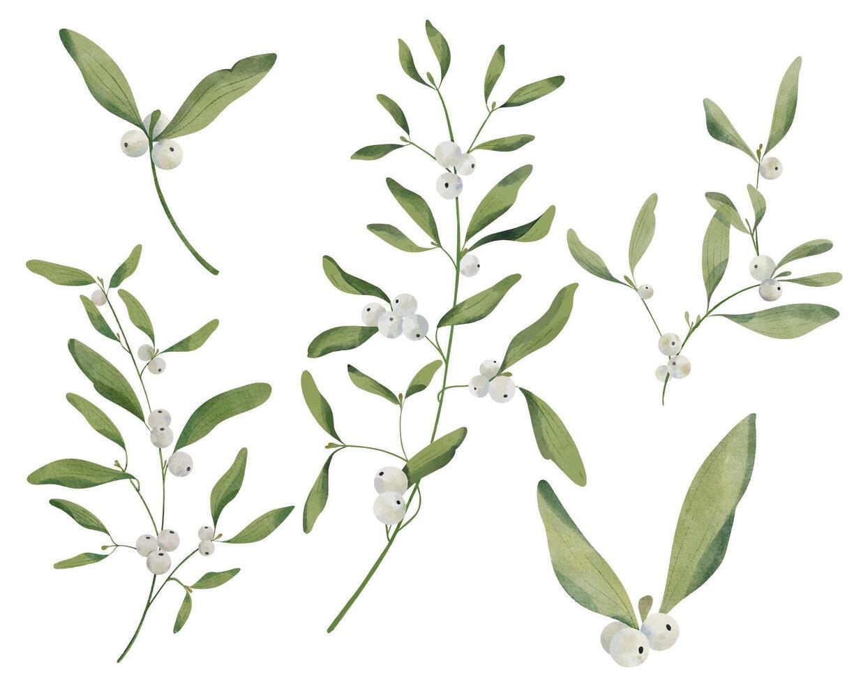 winterberry mistletoe plant vector