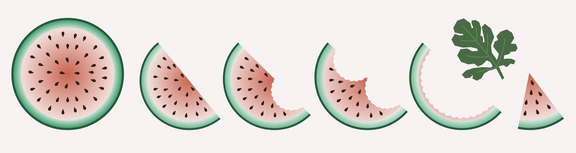 Fresh and juicy whole watermelons and slices. vector