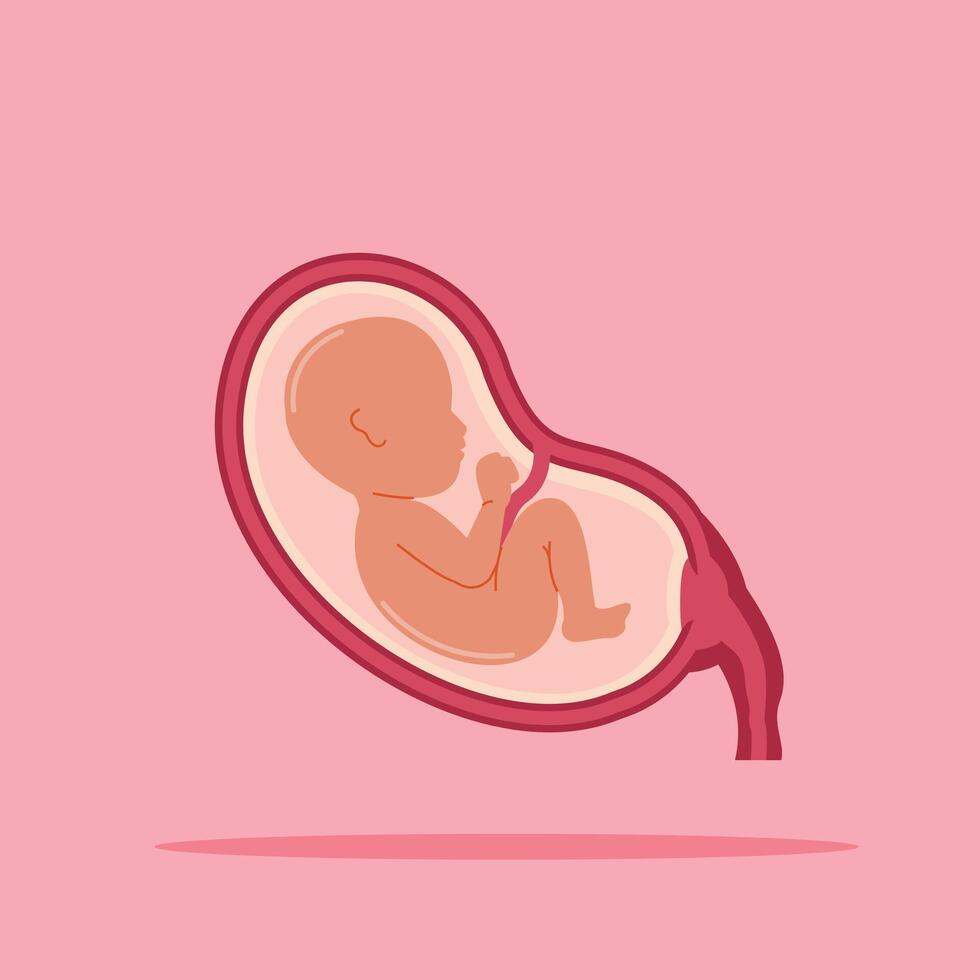 fetus baby in the womb. illustration of child development in the uterus. suitable for poster use and web icons vector