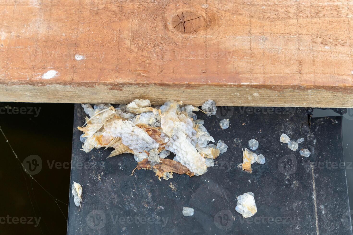 fish scales.Natural debris gathers on the edge of a pier by the water photo