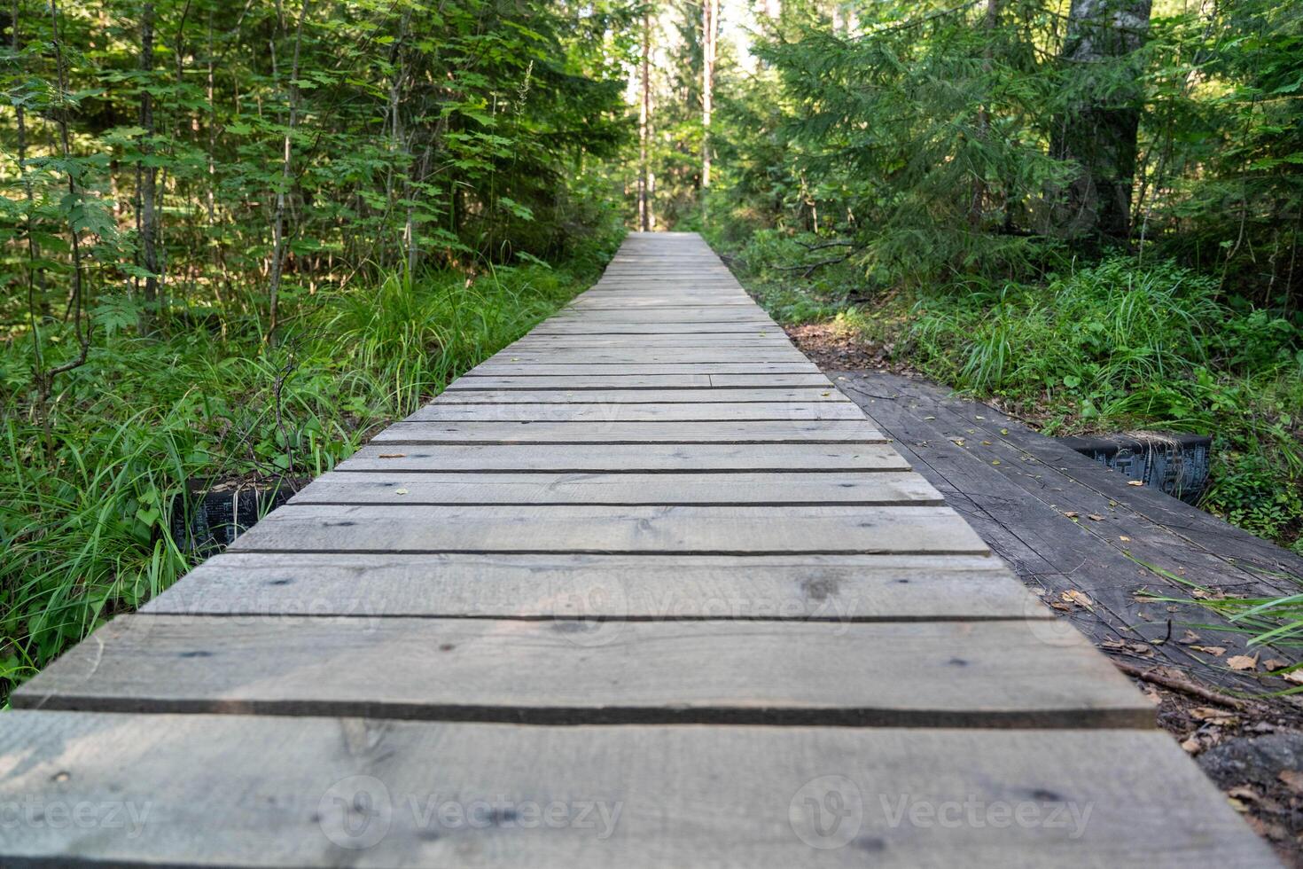 A wooden pathway guides through dense greenery and tall trees photo