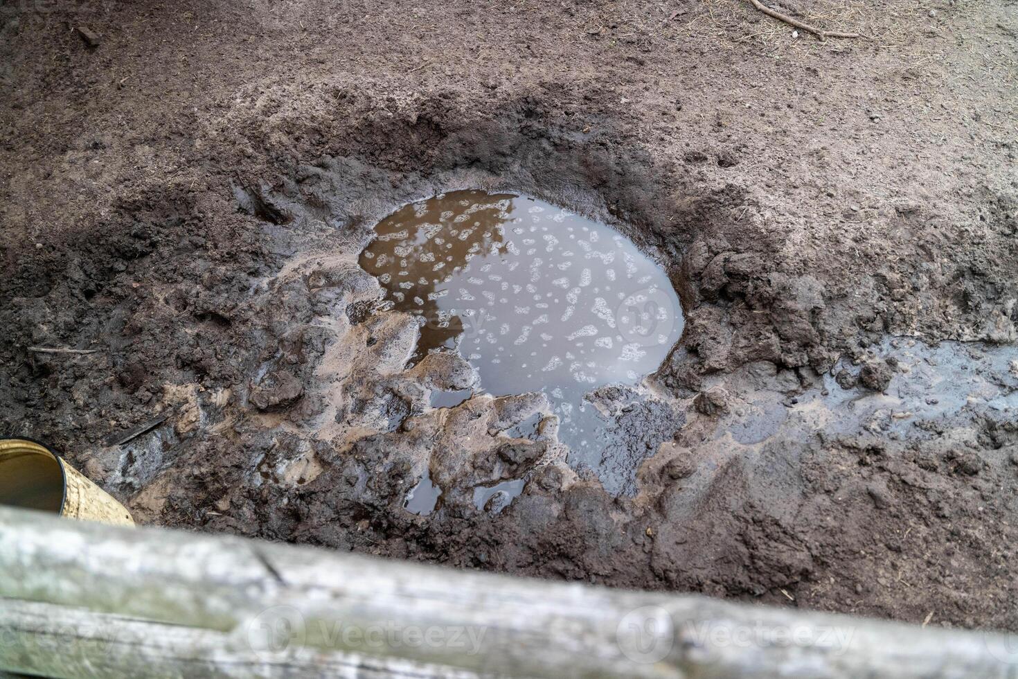 Water collects in a muddy area between horse hooves after rainfall photo