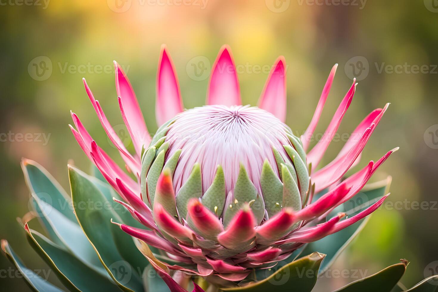 King protea flower bokeh background photo