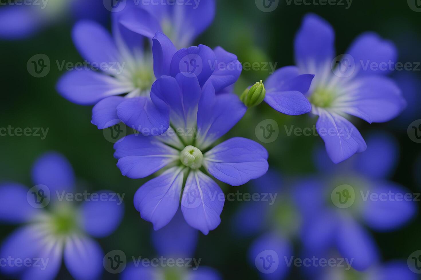 Jacobs ladder flower bokeh background photo
