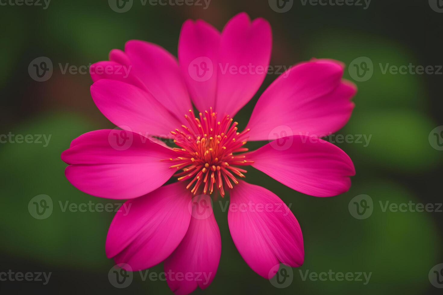 Indian pink flower bokeh background photo