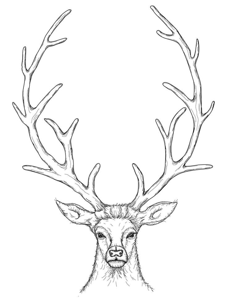 Sketch of Beautiful Deer vector