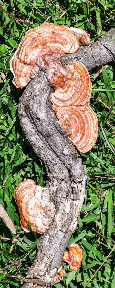 macro photography of mushrooms on tree roots photo