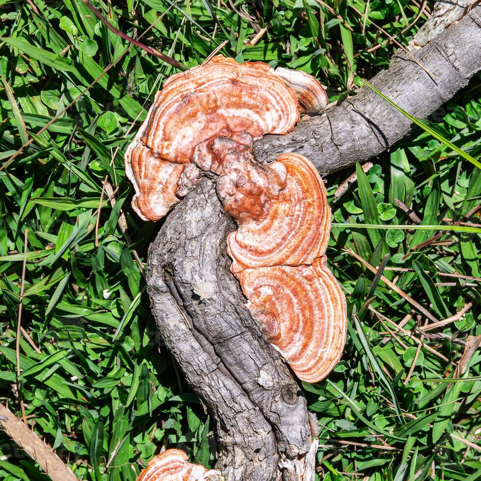 macro photography of mushrooms on tree roots photo