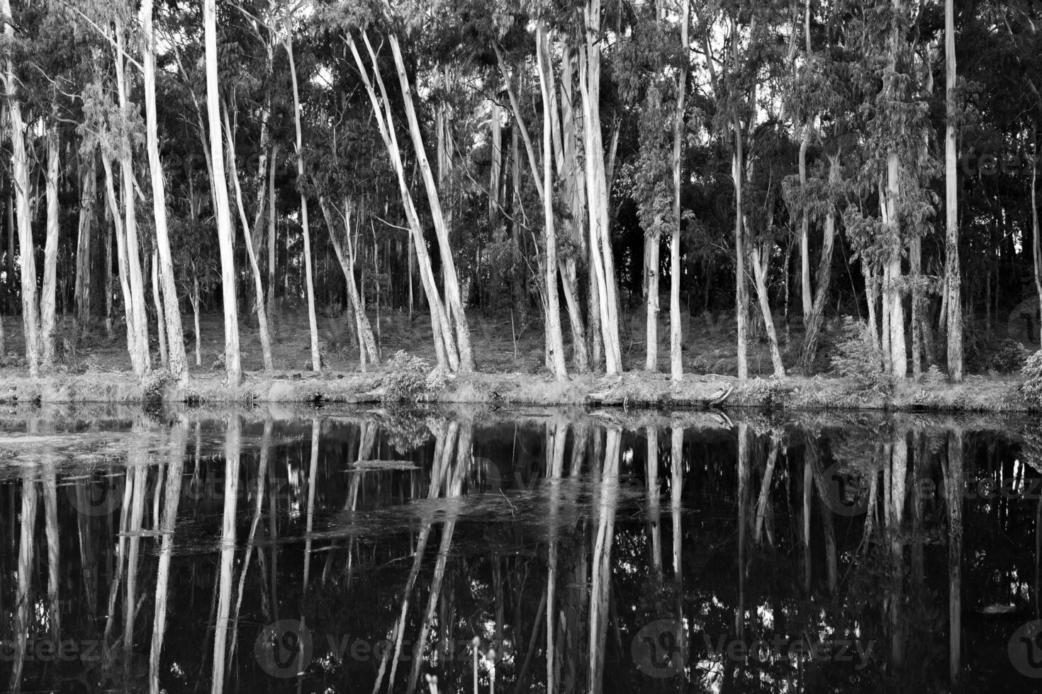 trees side by side reflected in a calm lake photo