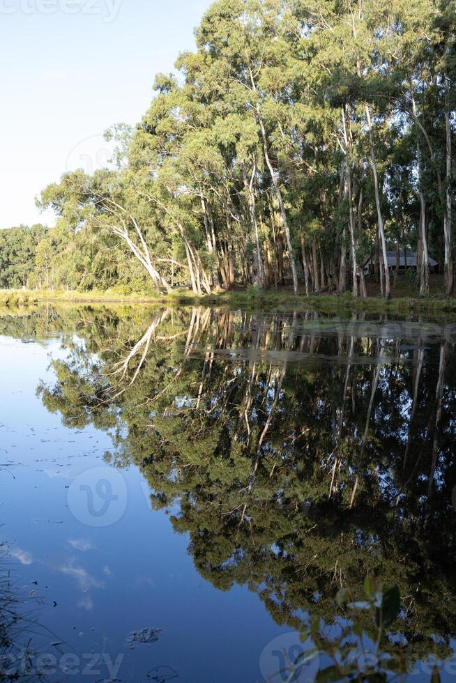 trees side by side reflected in a calm lake photo