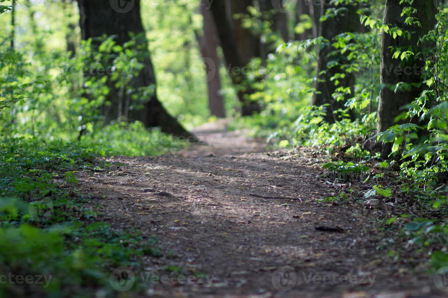 Path deep into the forest photo