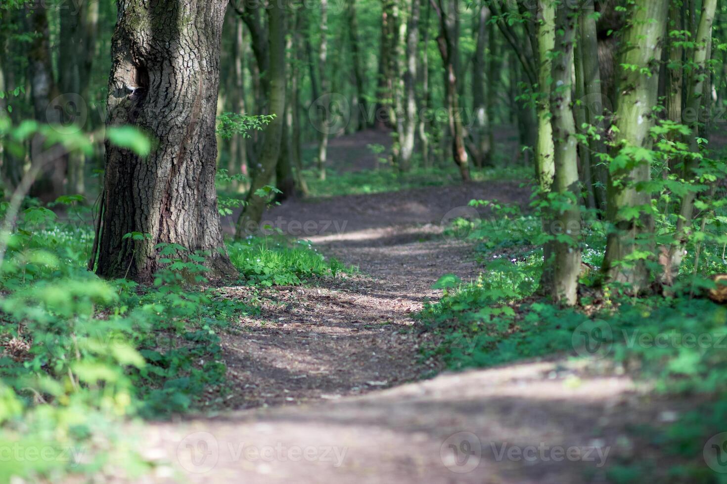 Path deep into the forest photo