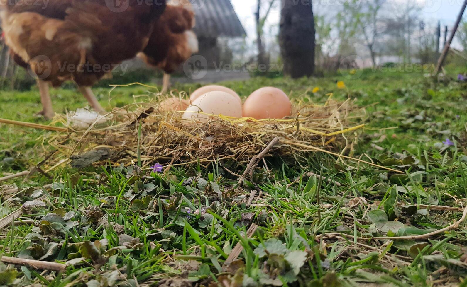 Chicken eggs in a nest close up of hay with a chicken in the background photo