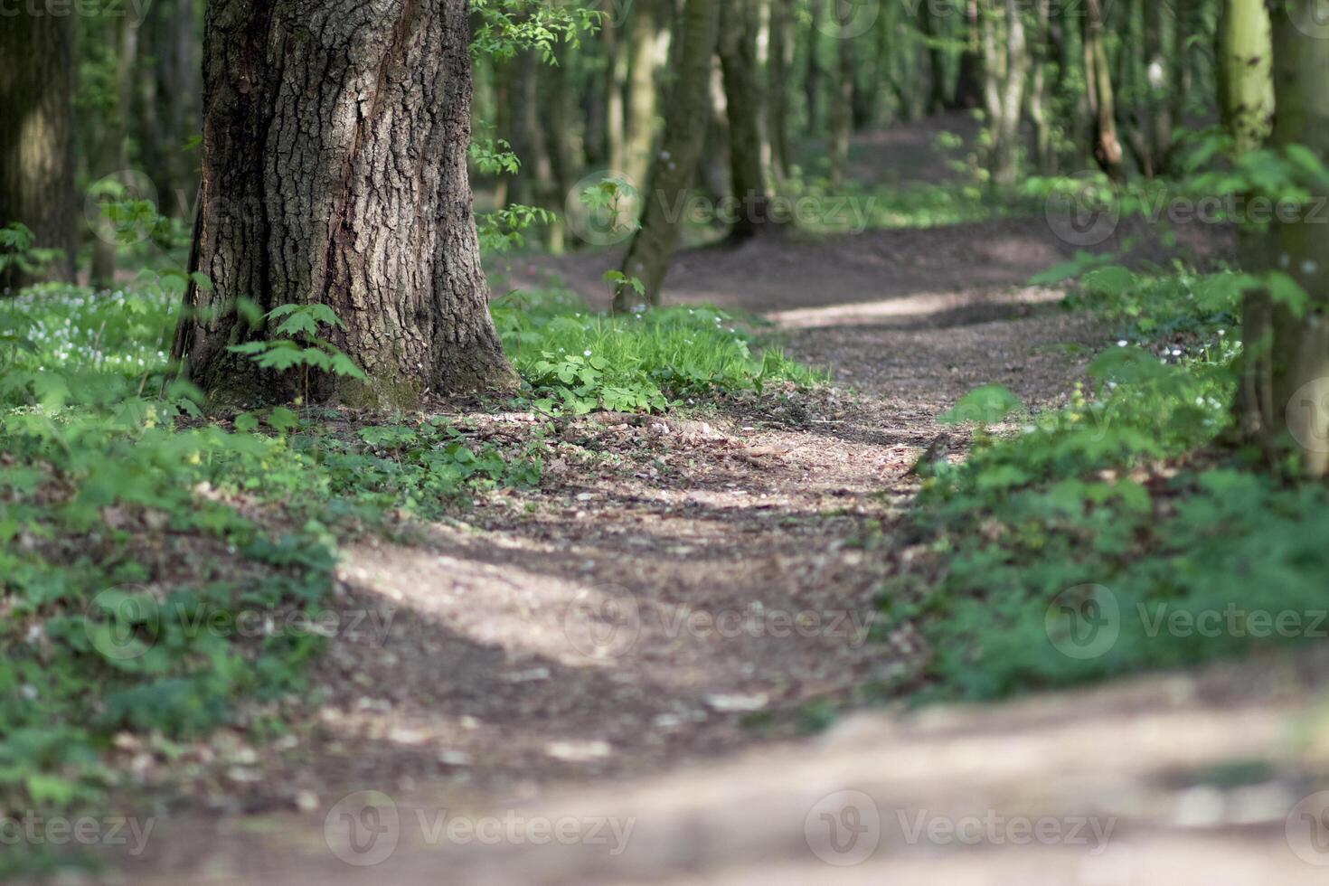 Path deep into the forest photo