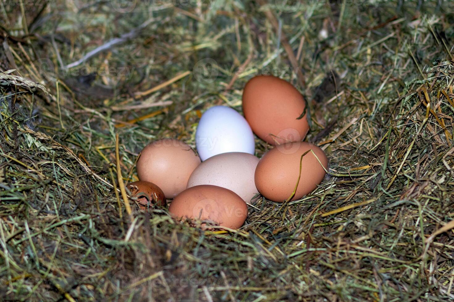Chicken eggs in the nest. Chicken nest. The eggs are in the nest photo