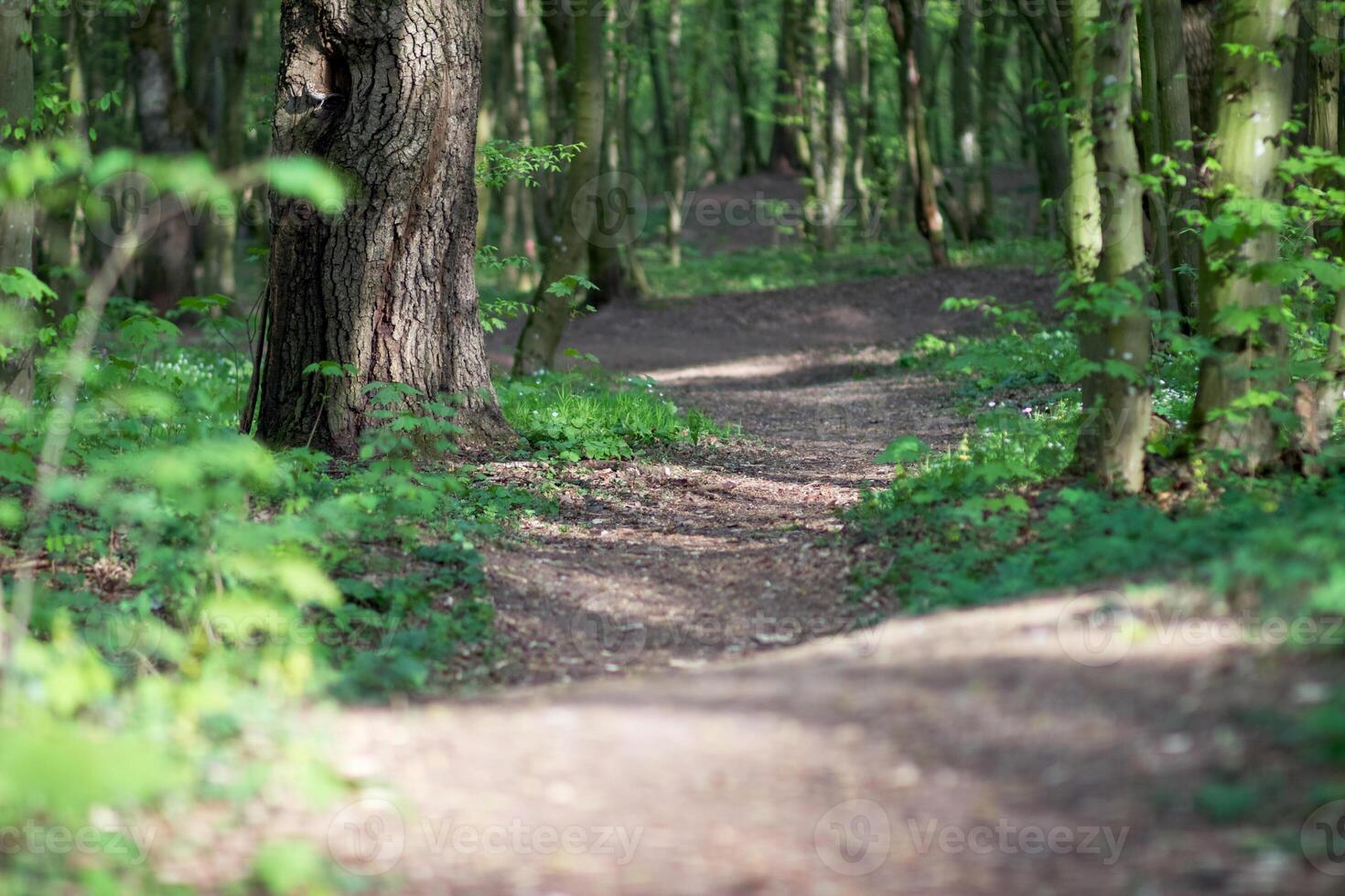Path deep into the forest photo