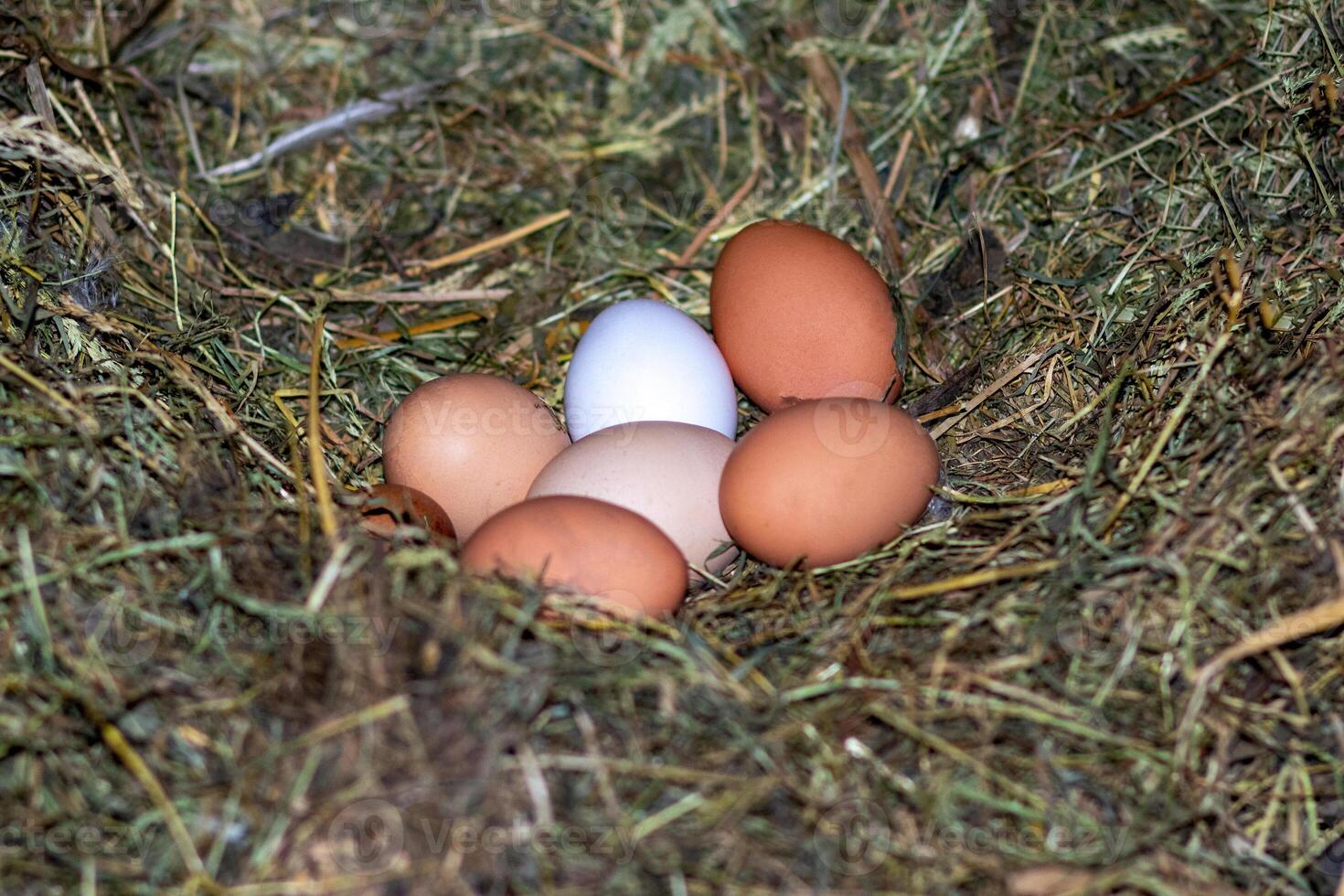 Chicken eggs in the nest. Chicken nest. The eggs are in the nest photo