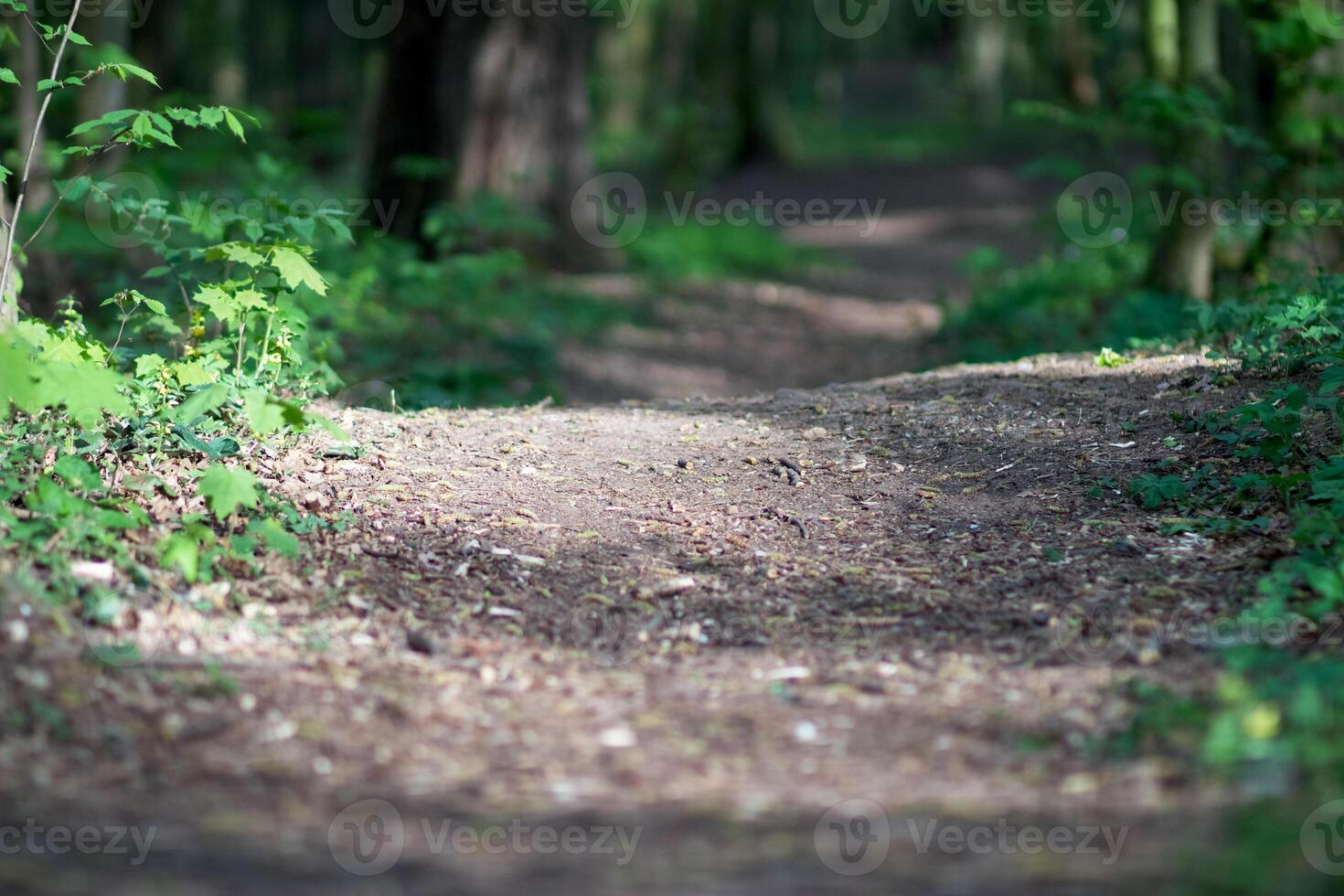 Path deep into the forest photo