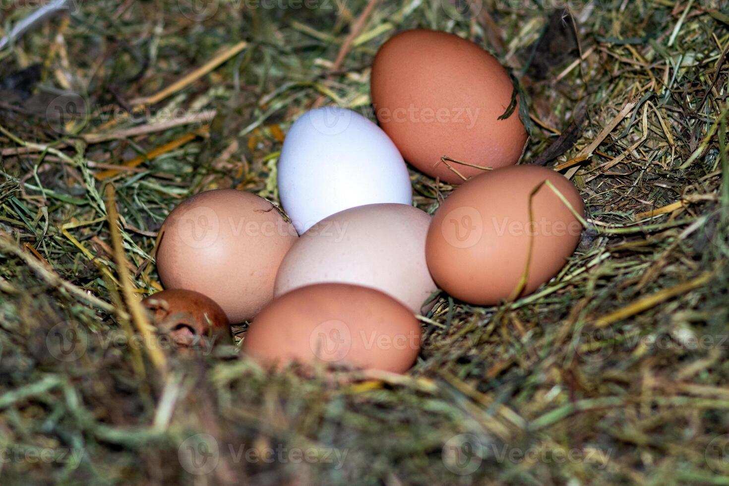 Chicken eggs in the nest. Chicken nest. The eggs are in the nest photo