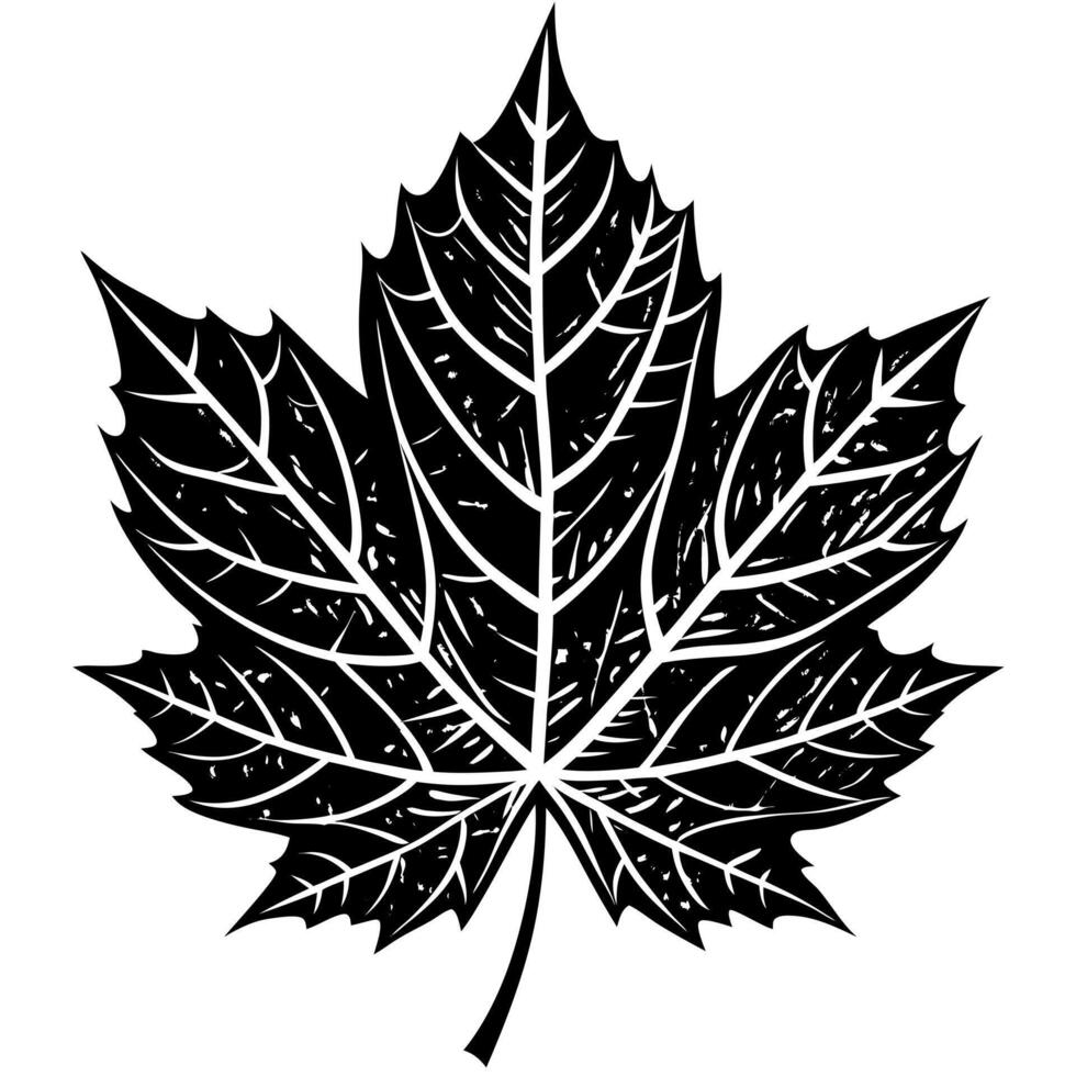 Lineart illustration of maple leaf. vector
