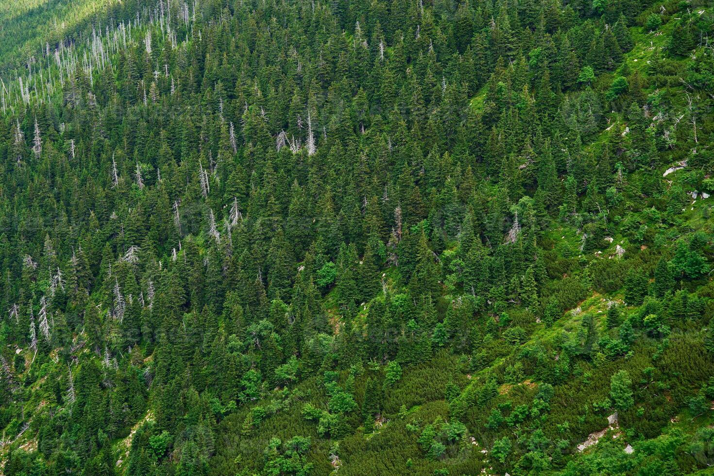 Dense forest with lush green trees covering mountain slope. Hiking and adventures in natural wilderness photo
