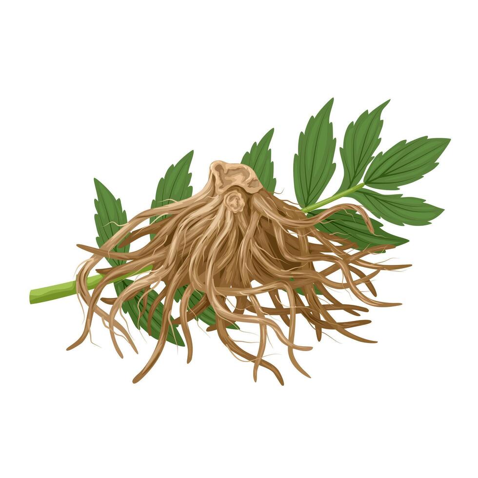 Illustration of dried valerian root, with green leaves, isolated on white background. vector