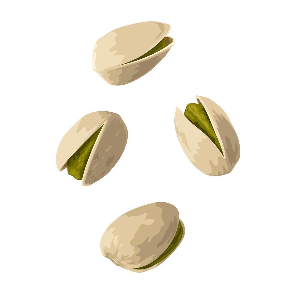 Illustration of pistachio nuts, isolated on white background. vector
