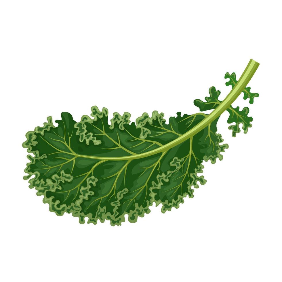 Illustration of kale, also called borecole, and curly cabbage, isolated on white background. vector