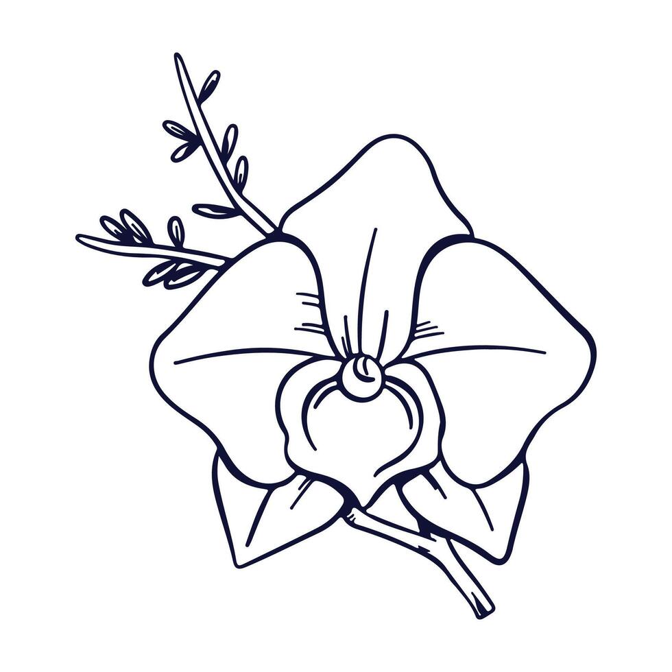 Hand drawn flower and leaf isolated illustration on a white background vector